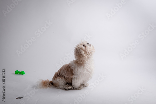 Dog_1
