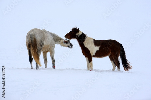 Verdrehter Schimmel. Zwei Pferde spielen im Schnee