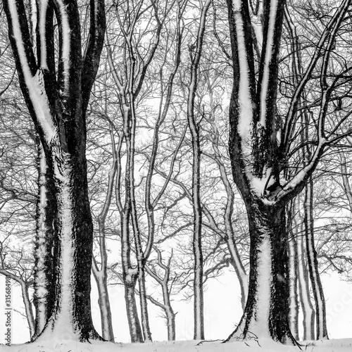 winter trees