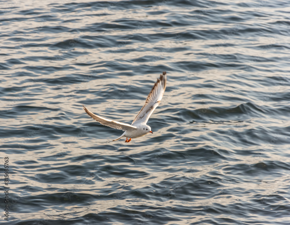 Flying seagulls over the sea look like angels. Flying seagulls over the sea look like angels.