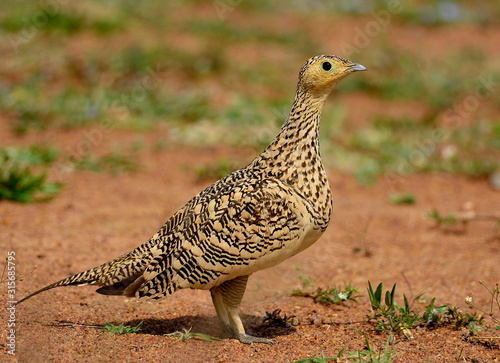 Sandgrouse photo