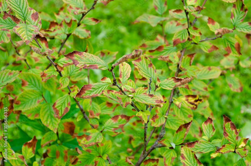 A bush of cherries with drying leaves. Garden diseases A bush of cherries with drying leaves. Garden diseases