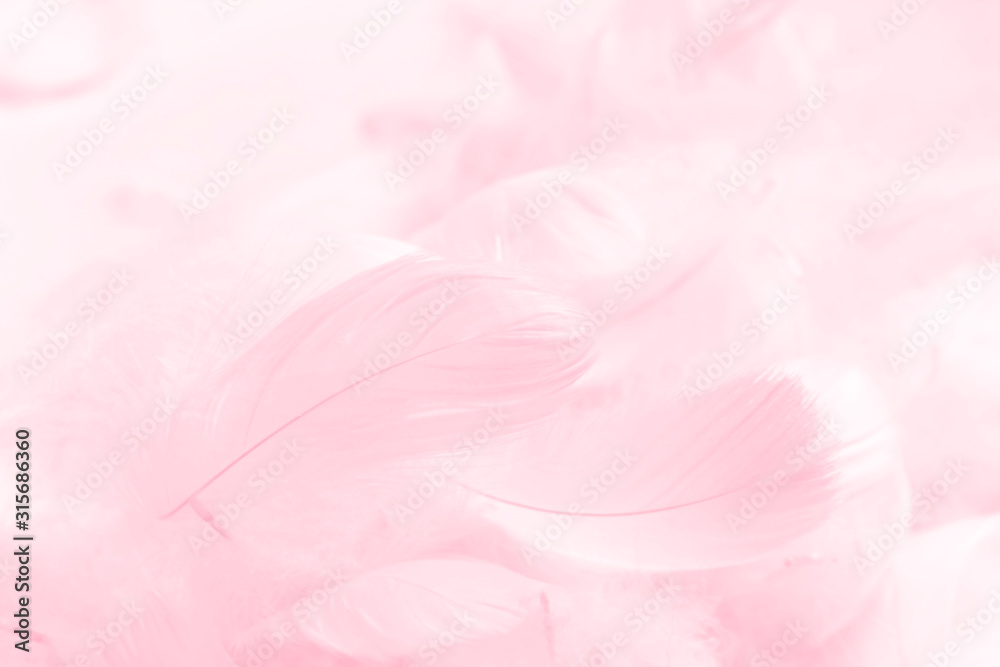 Soft pink feathers smooth white background