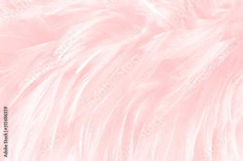 closeup pink feathers luxury vintage trends background © Siwakorn1933
