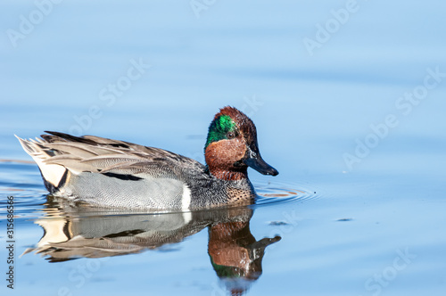 Green-winged Teal Male 