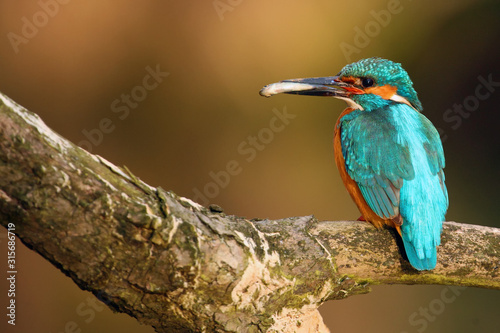 The common kingfisher (Alcedo atthis) also known as the Eurasian kingfisher or river kingfisher sitting on the branch. Common kingfisher with the fish on the beak with orange background.