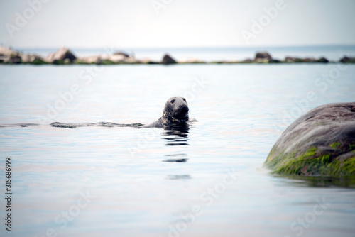 Sea lion or Harbor seal-Phoca vitulina-on the scandinavian cold sea. Harbour seals population thriving the Sea. common seal - pinniped walruses, eared seals, and true seals along arctic coastline © Julia