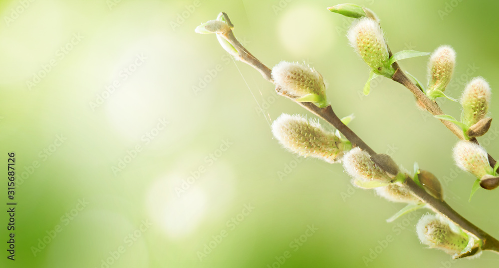 Spring nature background with pussy willow branches. Spring nature background with pussy willow branches.