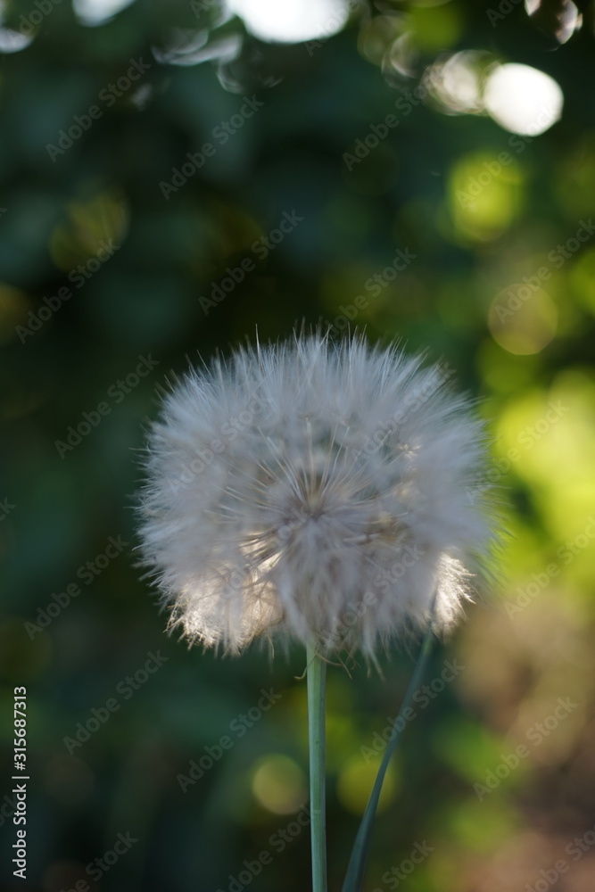 Naklejka premium Big white fluffy dandelion grow in the garden.