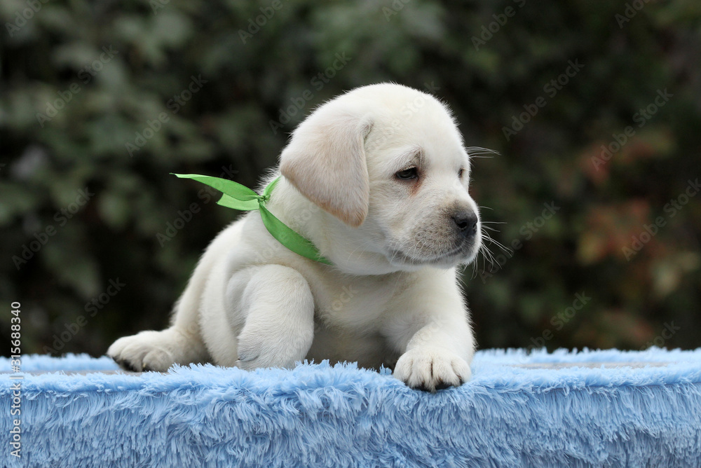 the nice sweet labrador puppy on a blue background