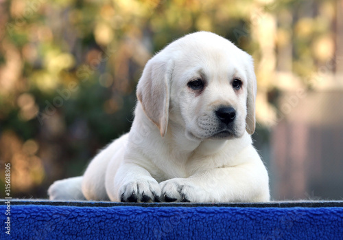nice sweet labrador puppy on a blue background