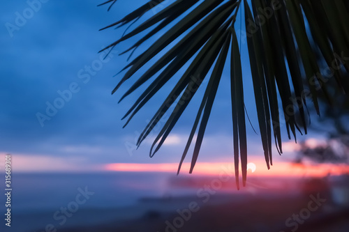 Silhouette of a palm leaf against the background of the sea sunset. © Alexander