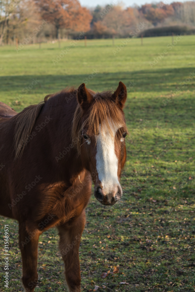 Cheval de course sur leur domaine aux repos