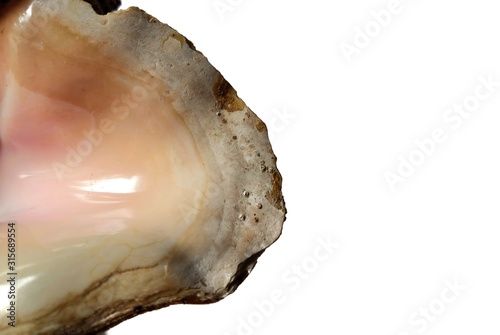 Lobatus Gigas marine giant shell on white background. marine or summer concept
