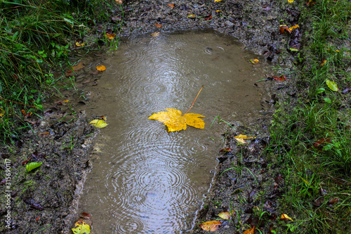 Yellow maple leaf in rainy weather fell into a puddle