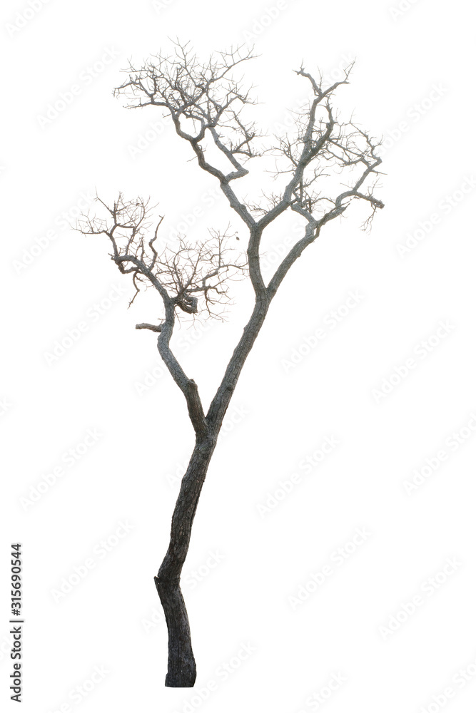 Obraz premium Dead tree isolated on white background
