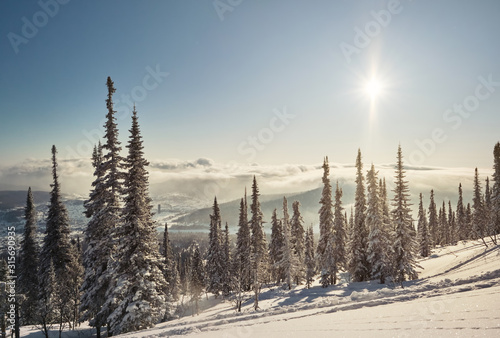 Beautiful winter landscape with snow covered spruce trees, sun and sky above clouds on mountains top