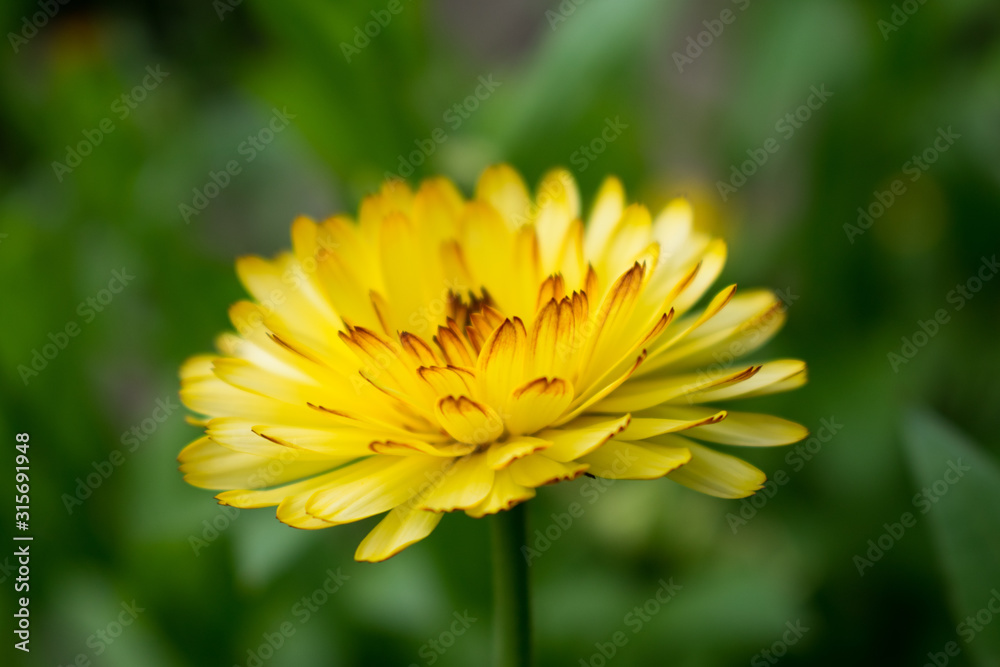 yellow flower of dandelion on green background yellow flower of dandelion on green background