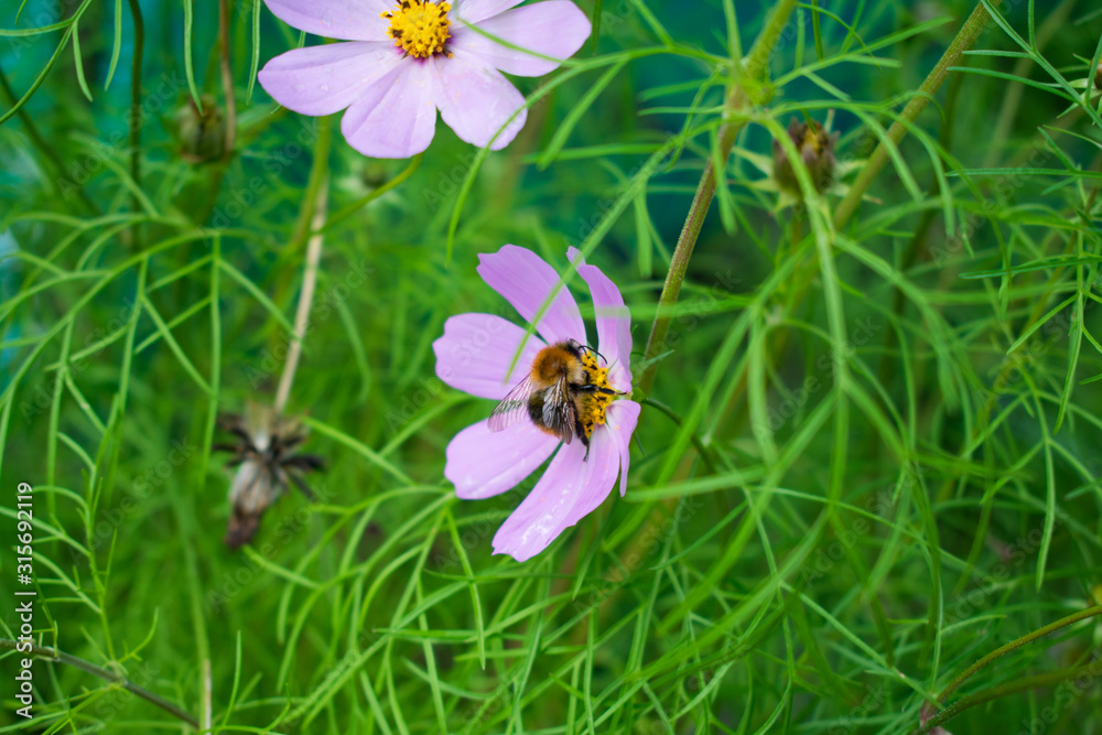 Obraz premium bee on flower