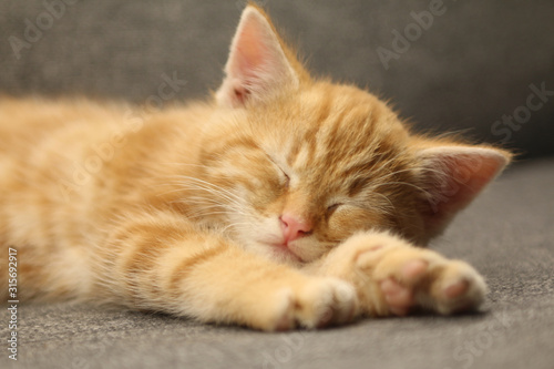 Beautiful orange kitten