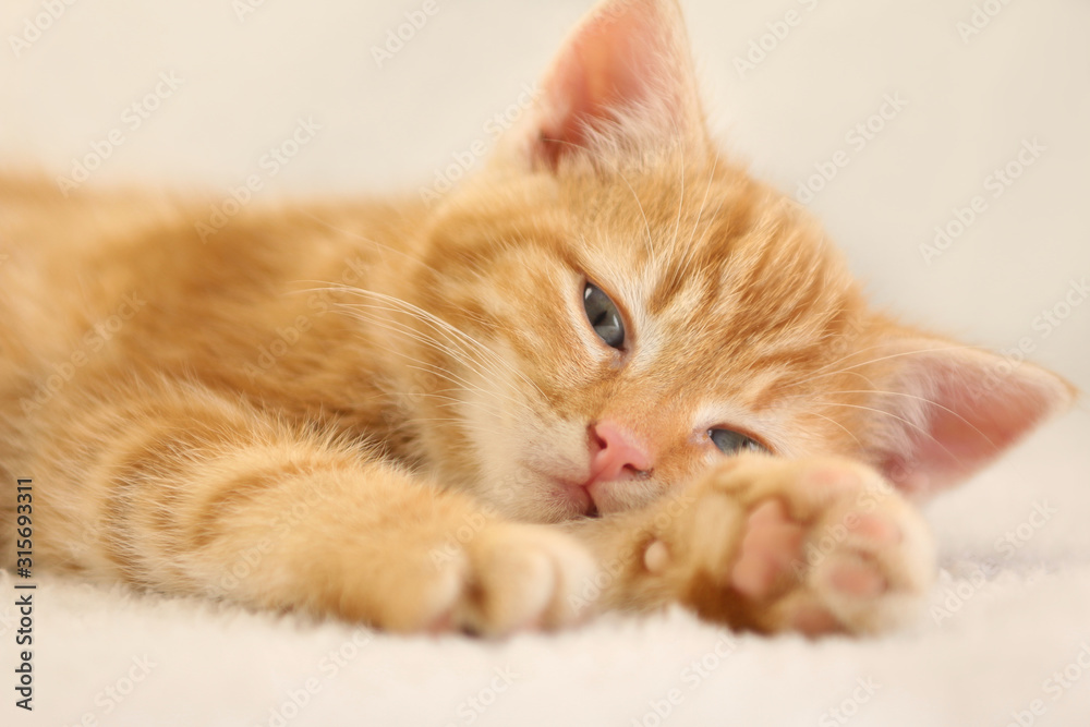Beautiful orange kitten