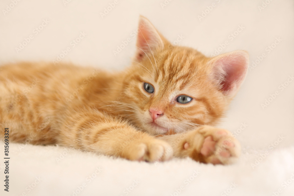 Beautiful little orange kitten