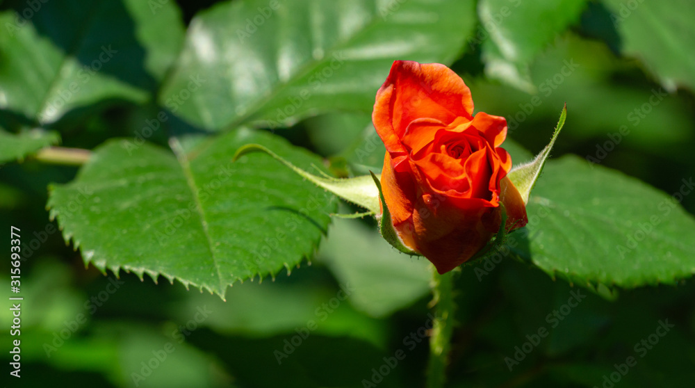 Selective close-up focus of beautiful open light rose Westerland. Selective focus. Lyric motif for design. Flower rose landscape, fresh wallpaper, nature background concept Selective close-up focus of beautiful open light rose Westerland. Selective focus. Lyric motif for design. Flower rose landscape, fresh wallpaper, nature background concept