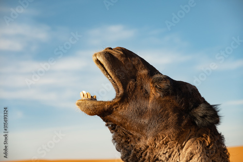Retrato de dromedario camello bostezando en primer plano en el desierto. Erg Chebbi, Marruecos