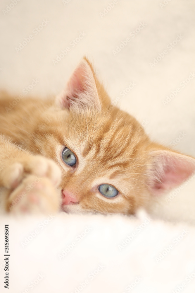 Beautiful little orange kitten Beautiful little orange kitten