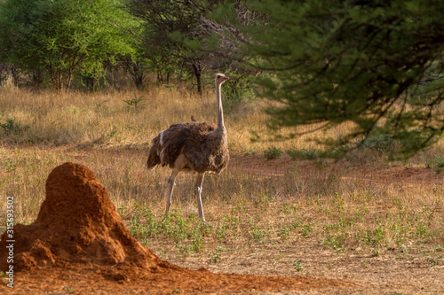 Afrikanische Strauß (Struthio camelus), Namibia photo