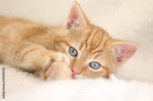Beautiful orange kitten