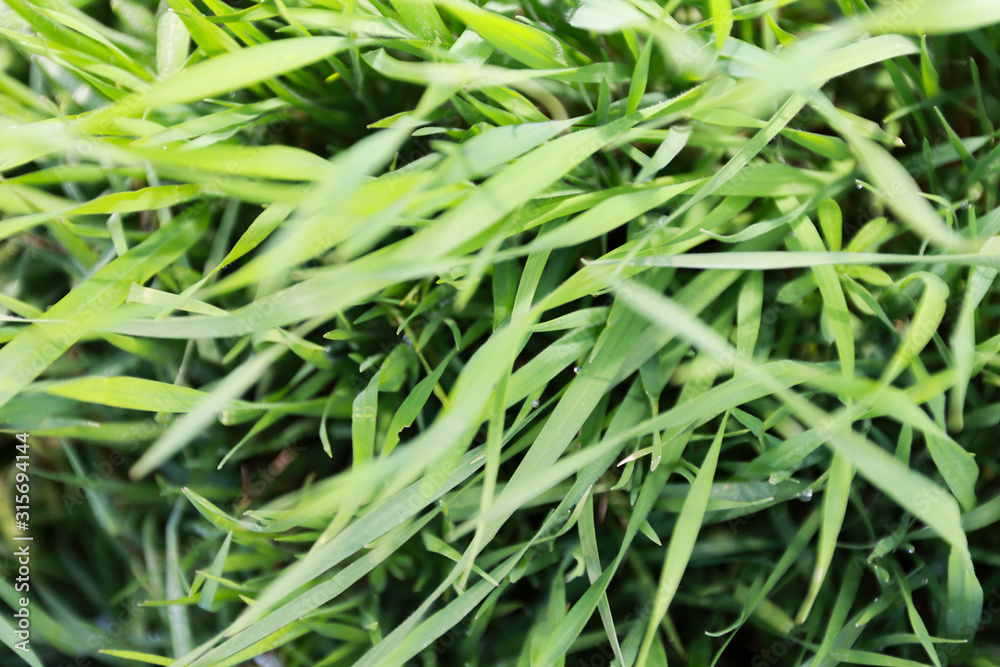 Long green grass, meadow, natural background Long green grass, meadow, natural background