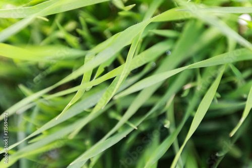 Long green grass  meadow  natural background