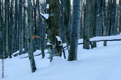Fototapeta Naklejka Na Ścianę i Meble -  Ośnieżony Las