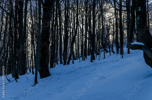 Fototapeta Naklejka Na Ścianę i Meble -  Szlak turystyczny na Bukowe berdo Bieszczady
