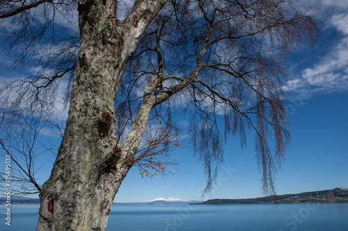 Lake Taupo New Zealand. Tree