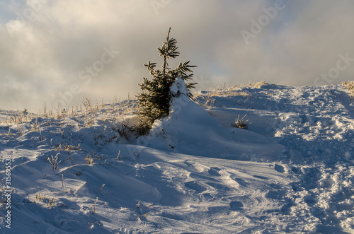Fototapeta Naklejka Na Ścianę i Meble -  Zima, śnieg, słońce, wiatr, bieszczady Bukowe Berdo