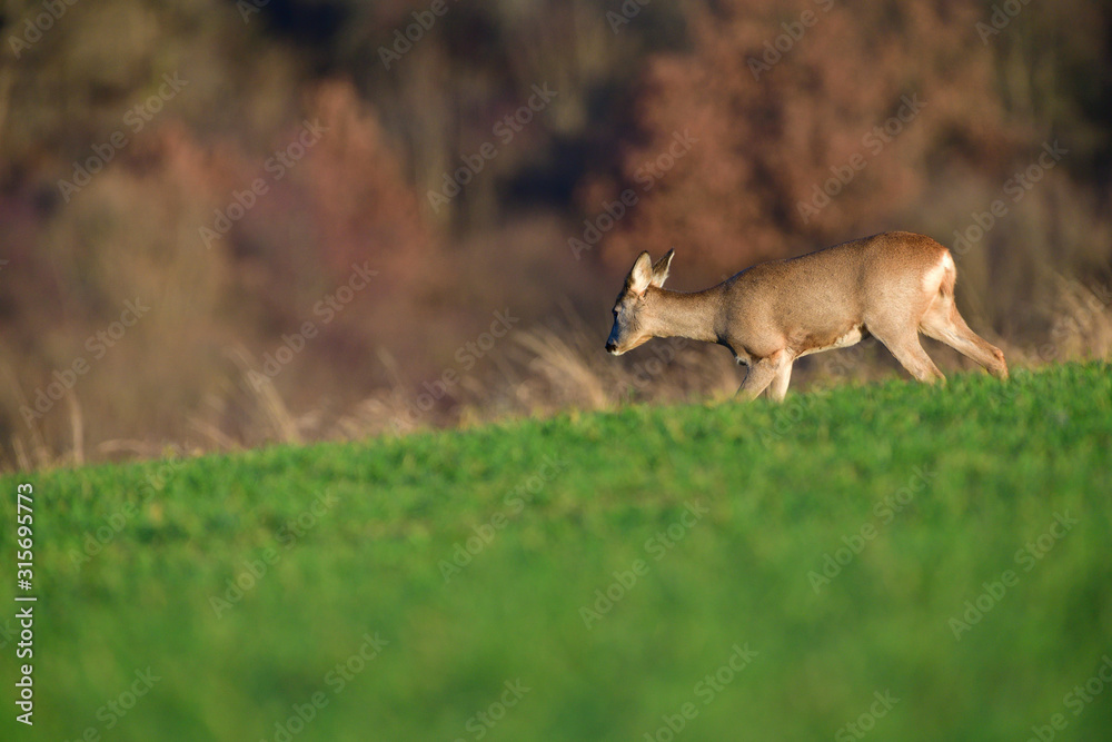 Obraz premium Portrait of young small roedeer grazing the grass on the field horizon meadow 