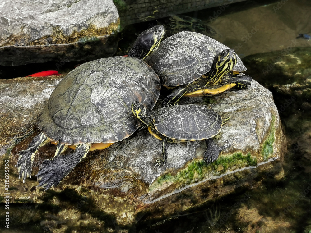 coppia di tartarughe acqua dolce