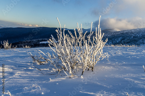 Fototapeta Naklejka Na Ścianę i Meble -  Zima, śnieg, słońce, wiatr, bieszczady Bukowe Berdo