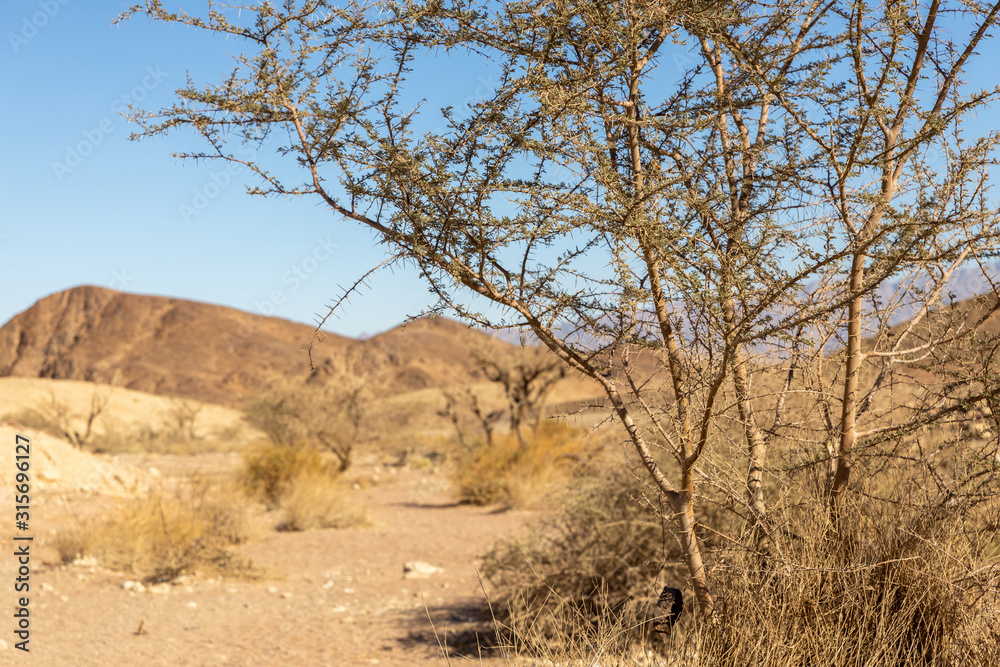 Fototapeta premium Tree in Timna Park