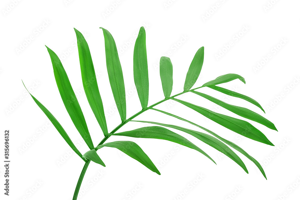 Green leaves of palm tree isolated on white background with clipping path Green leaves of palm tree isolated on white background with clipping path
