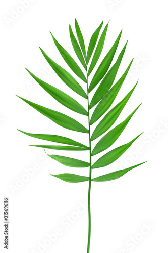 lisc-drzewka-palmowego