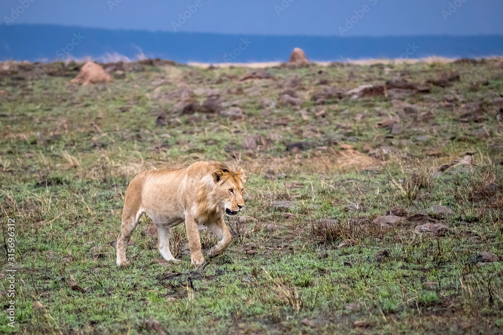 Fototapeta premium Juvenile male lion in evening light walking in the Masai Mara