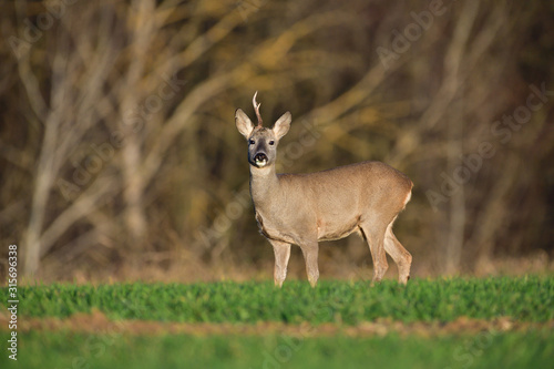 Portrait of young small roedeer grazing the grass on the field horizon meadow 