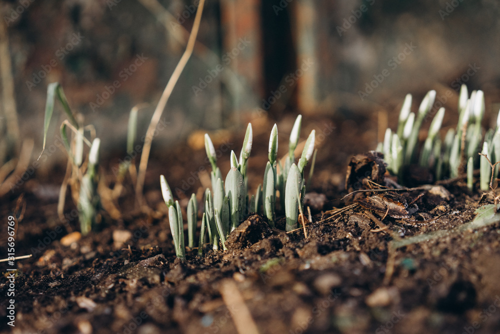 the first flowers of snowdrops in early January. abnormal climate change. the photo is made in Ukraine - obrazy, fototapety, plakaty 