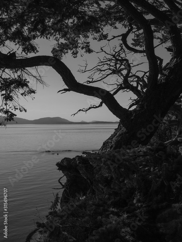 Pacific NW Puget Sound: Black and white photo of craggly evergreen tree silhouette on island hillside with island mountains in the distance.