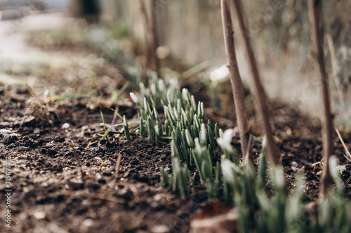 the first flowers of snowdrops in early January. abnormal climate change. the photo is made in Ukraine