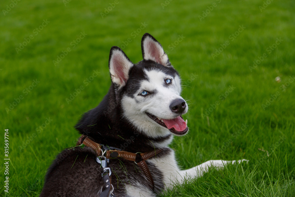 young husky enjoying herself on a grass field.