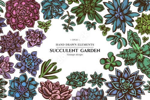 Floral design with colored succulent echeveria, succulent echeveria, succulent